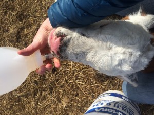 Stomach tube feeding a calf that had suspected giardiasis