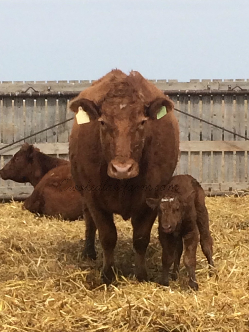 Calving in Pictures–Days 24-37