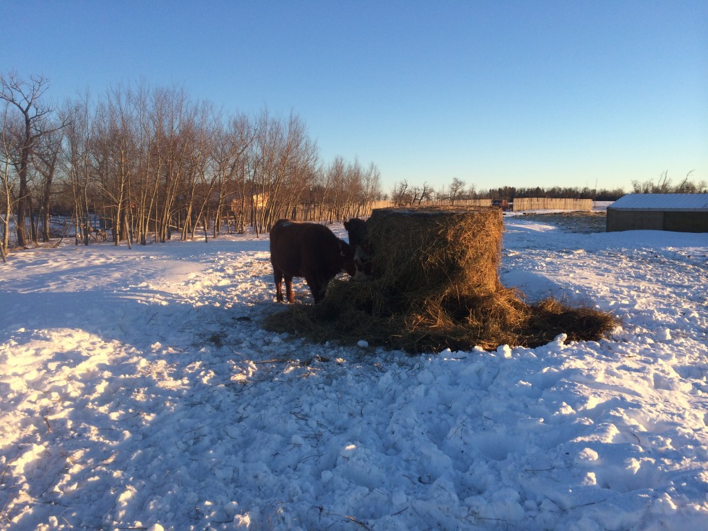 What Do Cows Eat In The Winter? Crooked Lake Farm