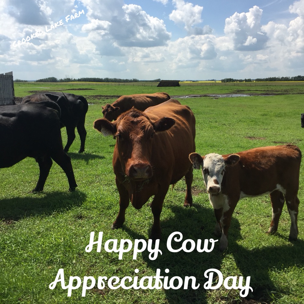 Happy Cow Appreciation Day