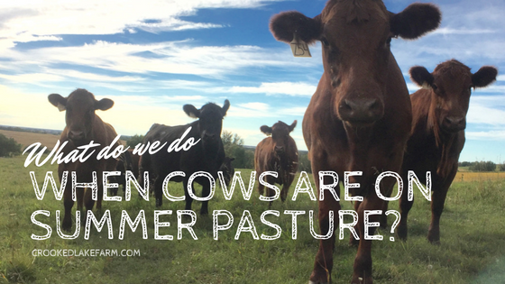 What do we do when cows are on summer pasture?